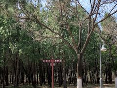 -云岗森林公园