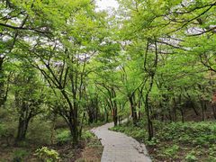-大围山国家森林公园