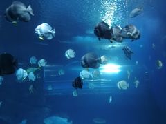 -太平洋海底世界博览馆·展览厅