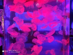 -左海海底世界