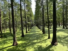 -渌洋湖湿地公园