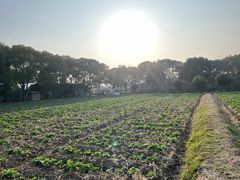 -苏州太湖西山岛开心农场