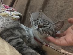 -瑞派长江宠物医院·猫科·外科·24小时夜护(谊城公寓分院)