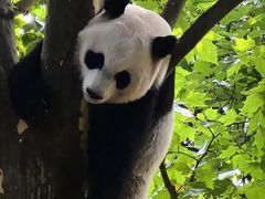 -都江堰中华大熊猫苑