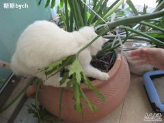 -Babycat私家御饼屋(龙头路一店)