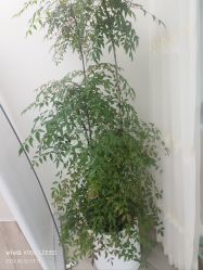-HEYAN荷妍专业脱毛连锁机构