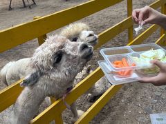 -合肥滨湖国家森林公园