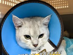 -联合动物医院(光谷诊疗中心)