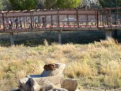 -新疆天山野生动物园