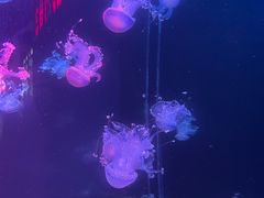 -梦幻海洋王国(吾悦广场张家港店)