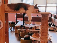 -喵匠猫主题咖啡(凯德和平广场店)