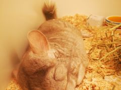 -龙猫仔乐园(惠福东路店)