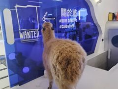 -Blue Concept Cafe&Farm·關於藍