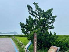 -青岛石老人海水浴场