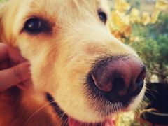 -帕帕拉兹宠物(亚洲旗舰店)