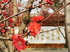 -桃花堤公园