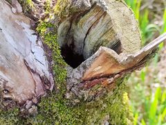 -西湖风景区-江洋畈生态公园