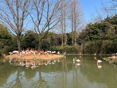 -上海野生动物园