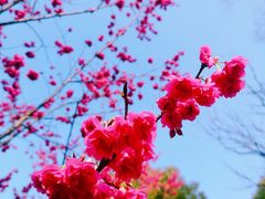-顾村公园