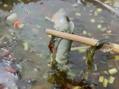 -盘龙黄鳝(盘龙居店)