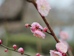 -无锡梅园公园