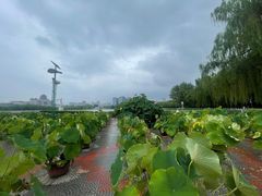 -莲花池公园
