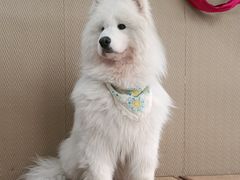-星多哈·狗咖·拼豆·咖啡