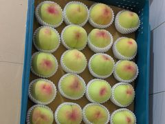 -老袁家蜜桃农场·阳山水蜜桃