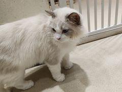 -藏猫猫咖啡主题馆(中央大道店)