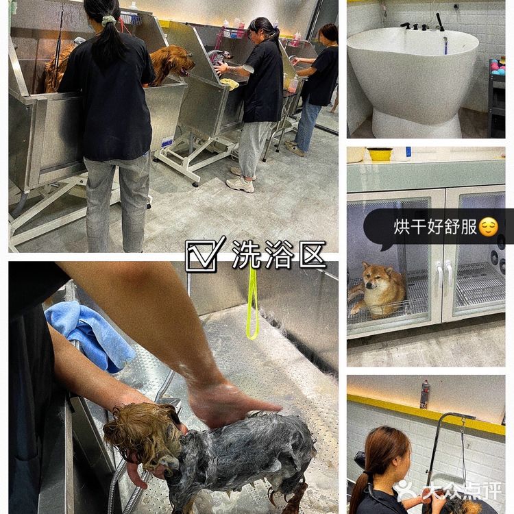 郑州探店|郑州最大宠物游泳池|宠浪hotel|