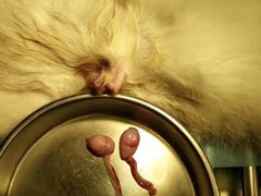 -仁华宠物医院(青羊店)