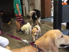 -百好乐宠物友好餐厅(朝外大街店)