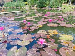 -中国科学院西双版纳热带植物园