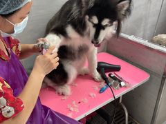 -宠福鑫康馨动物医院·骨科·眼科