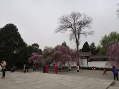 -西安青龙寺遗址景区