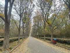 -洛阳市隋唐城遗址植物园