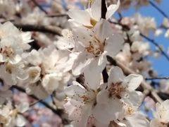 -桃花堤公园