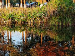 -白鹭湾湿地公园