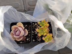 -花鸟鱼虫鲜花绿植市场(玉泉路店)