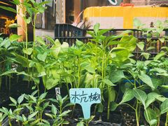 -中环花鸟鱼虫市场