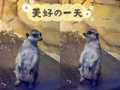 -未来动物城动物主题公园(大悦城店)