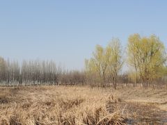 -东郊湿地公园