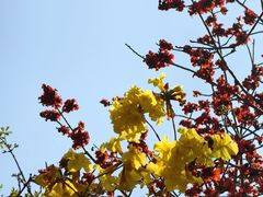 -攀枝花公园