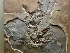 -辽宁古生物博物馆