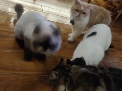 -喵园·猫主题咖啡厅·撸猫·猫咖(国贸店)