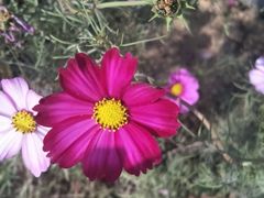 -曲江薰衣草庄园