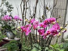 -广州兰圃