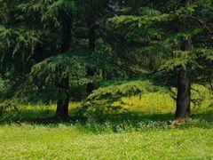 -上海共青森林公园