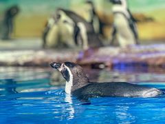 -海合安武汉极地海洋公园