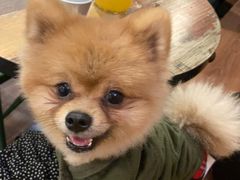 -柯斗斗主题餐厅·狗咖·围炉煮茶·茶饮(国瑞升平里店)